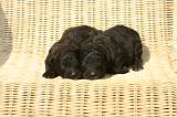 BOUVIER DES FLANDRES 441